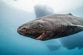 Grönlandhai. Legende oder nicht?